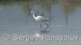 Video of Little Egret - Little Egret in lake in Bulgarian spring